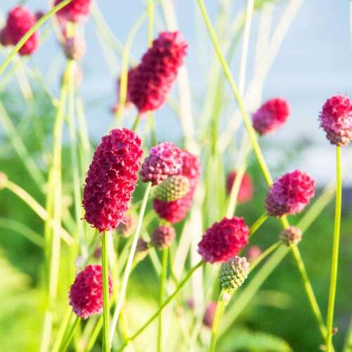 Кровохлёбка лекарственная Arnhem (Арнгем)