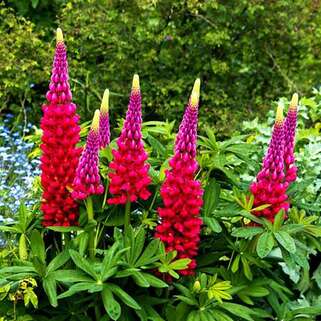 Люпин многолистный The Pages (Пейджес)