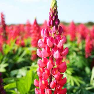 Люпин многолистный The Pages (Пейджес)