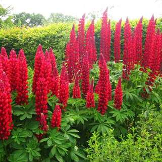 Люпин многолистный The Pages (Пейджес)