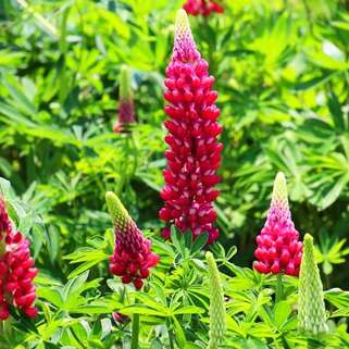 Люпин многолистный The Pages (Пейджес)