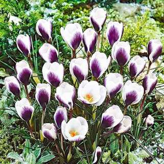 Крокус Prins Claus (Принц Клаус)
