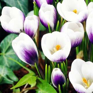 Крокус Prins Claus (Принц Клаус)