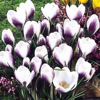 Крокус Prins Claus (Принц Клаус)