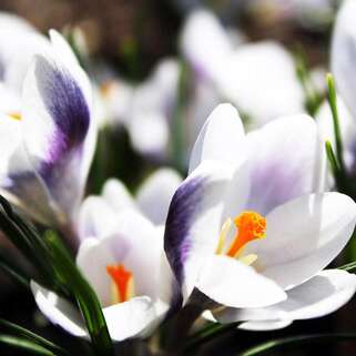 Крокус Prins Claus (Принц Клаус)