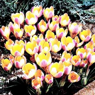 Крокус Advance (Адванс)