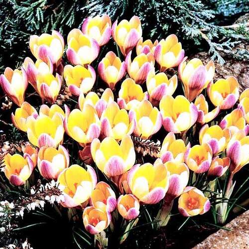 Крокус Advance (Адванс)