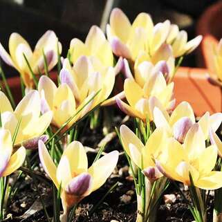 Крокус Advance (Адванс)