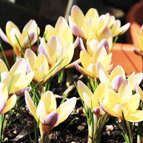 Крокус Advance (Адванс)