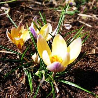 Крокус Advance (Адванс)