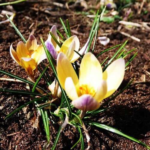 Крокус Advance (Адванс)