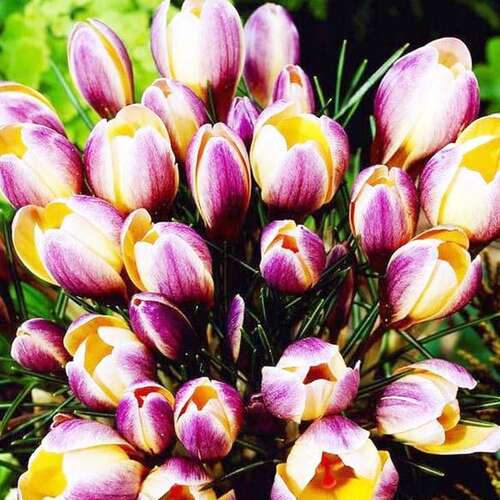 Крокус Advance (Адванс)