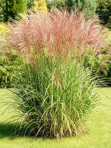 Мискантус Rotfeder (Ротфедер)