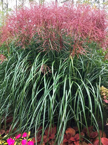 Мискантус Rotfeder (Ротфедер)