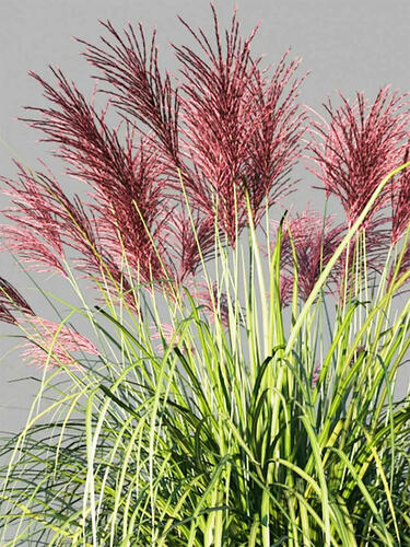 Мискантус Rotfeder (Ротфедер)
