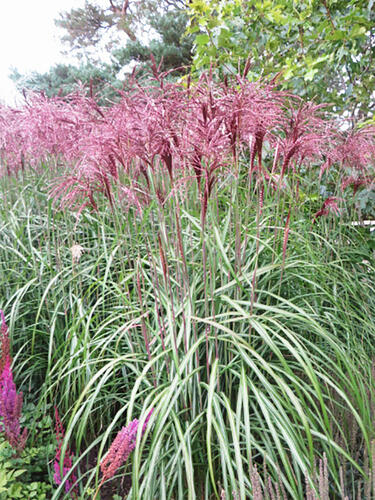 Мискантус Rotfeder (Ротфедер)