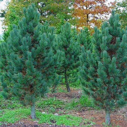 Сосна кедровая Glauca (Глаука)
