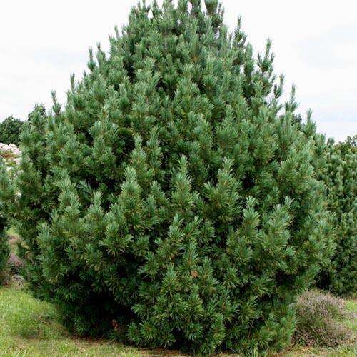 Сосна кедровая Glauca (Глаука)