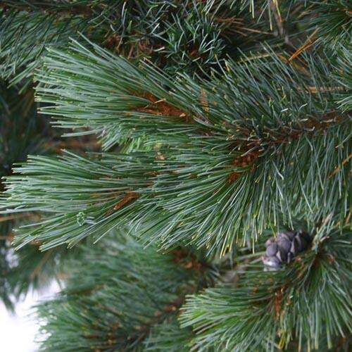 Сосна кедровая Glauca (Глаука)