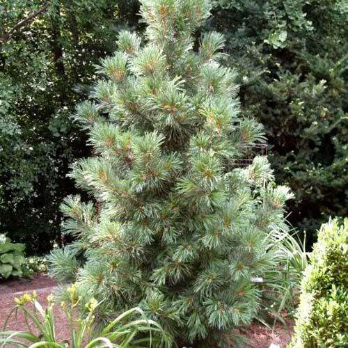 Сосна кедровая Glauca (Глаука)
