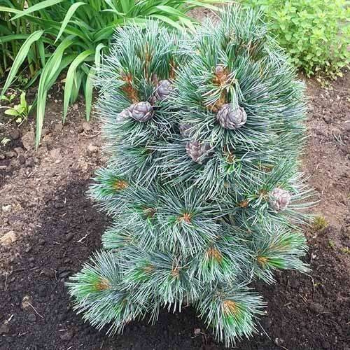 Сосна кедровая Glauca (Глаука)