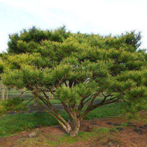 Сосна густоцветковая Umbraculifera (Умбракулифера)