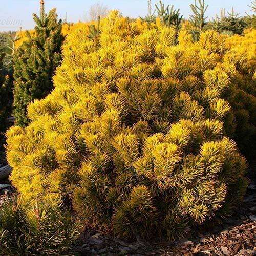 Сосна горная Golden Glow (Голден Глоу)
