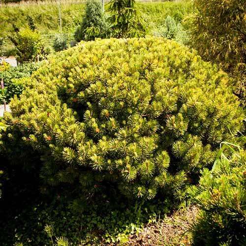 Сосна горная Zundert (Зюндерт)