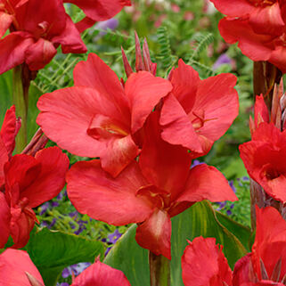 Канна Crimson Beauty (Кримзон Бьюти)