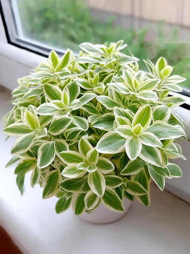 Традесканция комнатная White  (Белая) 