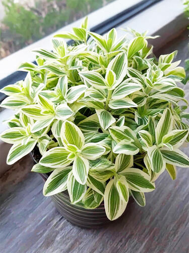 Традесканция комнатная White  (Белая) 