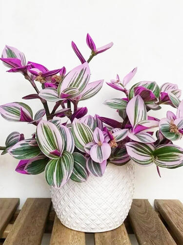 Традесканция комнатная Nanouk  (Нанук)