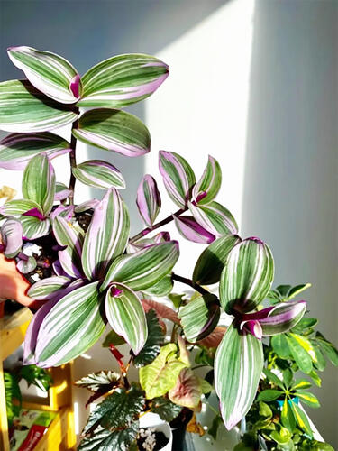 Традесканция комнатная Nanouk  (Нанук)