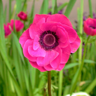 Анемона Coronaria Sylphide (Сильфид)