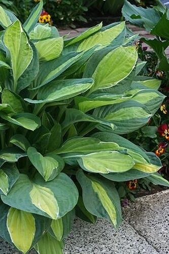 Хоста Mata Hari (Мата Хари) L