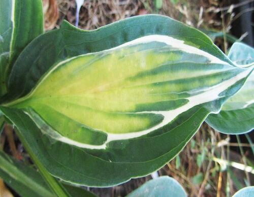 Хоста Mata Hari (Мата Хари) L