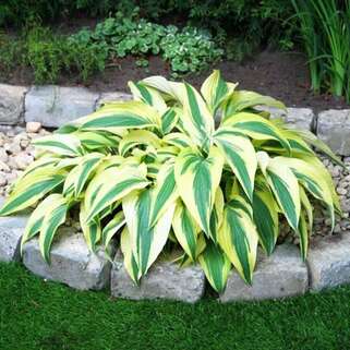 Хоста гибридная Lakeside Dragonfly (Лейксайд Дрэгонфлай) М