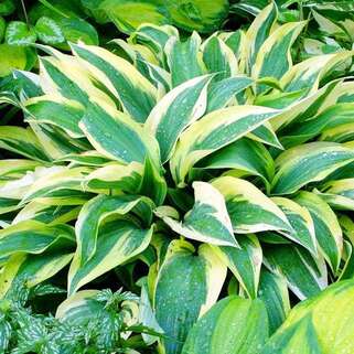 Хоста гибридная Lakeside Dragonfly (Лейксайд Дрэгонфлай) М