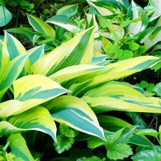 Хоста гибридная Lakeside Dragonfly (Лейксайд Дрэгонфлай) М