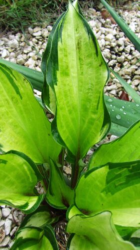 Хоста Island Charm (Айленд Чарм) S