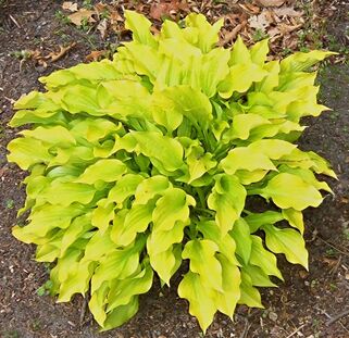 Хоста Sweet Tater Pie (Свит Тэйт Пай) S