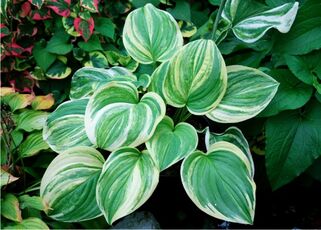 Хоста Sweet and Sour (Свит энд Соур) М