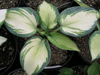 Хоста Eskimo Pie (Эскимо Пай) М