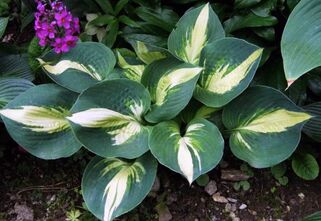 Хоста Lakeside Cupcake (Лайксайд Капкейк) М