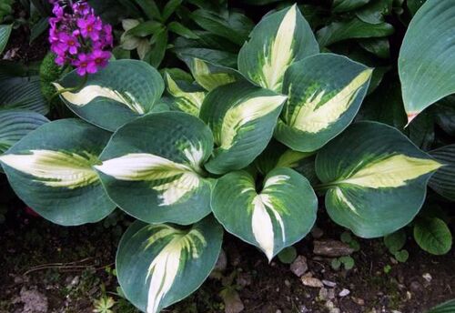 Хоста Lakeside Cupcake (Лайксайд Капкейк) М