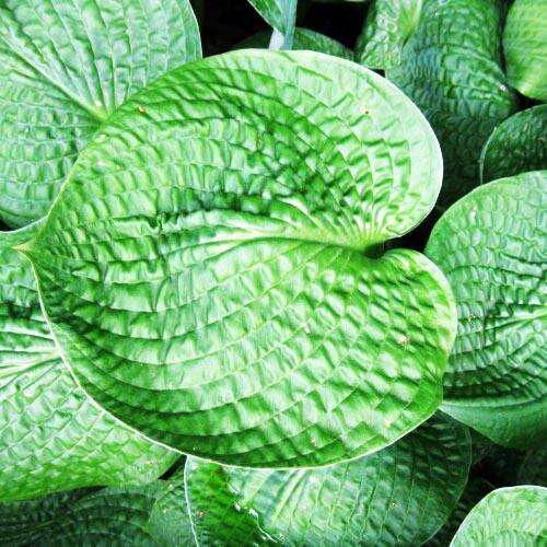 Хоста Black Hills (Блэк Хиллс) L