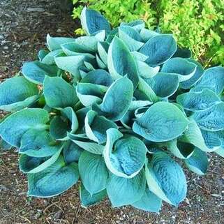 Хоста Love Pat (Лав Пэт) L