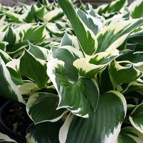 Хоста гибридная Patriot (Патриот) L