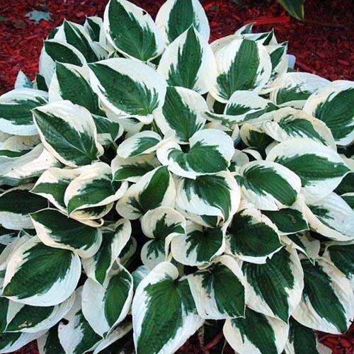 Хоста гибридная Patriot (Патриот) L