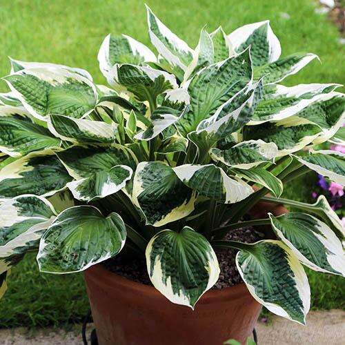 Хоста гибридная Patriot (Патриот) L